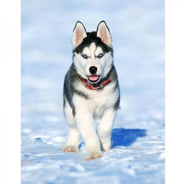 Husky valp